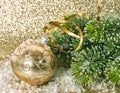 Golden christmas ball with christmas tree branch Royalty Free Stock Photo