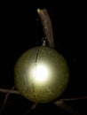 Golden Christmas ball on Tree