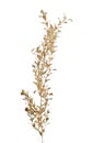 Golden Christmas decoration branches Royalty Free Stock Photo