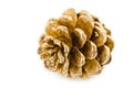 Golden Christmas fir-cone on. Royalty Free Stock Photo