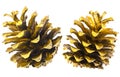 Golden Christmas pine cones on white background Royalty Free Stock Photo