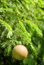 Golden Christmas tree ball on the green Christmas tree Royalty Free Stock Photo