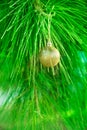 Golden Christmas Tree Ball Hanging on Green Natural Silver Fir Tree Branch. New Year Greeting Card Poster. Royalty Free Stock Photo