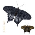 Golden chromatic black butterfly set isolated on white background.