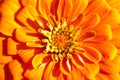 Golden chrysanthemum closeup. Royalty Free Stock Photo