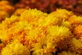 Golden chrysanthemums background