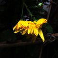 Golden chrysanthemums blooming in the garden