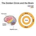 The golden circle and the brain: exploring human decision-making Royalty Free Stock Photo