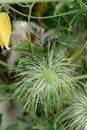 Golden Clematis tangutica pending ripening seed head