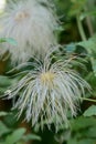 Golden Clematis tangutica pending ripening seed head and seeds