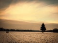 Golden cloudy sunset at a snowy field with a single tree in the european alps on a cold day in winter Royalty Free Stock Photo