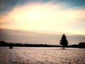 Golden cloudy sunset at a snowy field with a single tree in the european alps on a cold day in winter Royalty Free Stock Photo