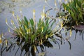 Golden club arum aquatic plant with flowers