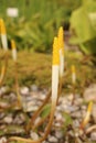 `Golden Club` flower - Orontium Aquaticum