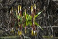 Golden Club Neverwet aquatic plant and bright flowers