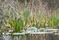 Golden Club Neverwet flowers on Chase Prairie in Okefenokee National Wildlife Refuge, Georgia USA