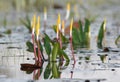 Golden Club Neverwet flowers on Chase Prairie in Okefenokee National Wildlife Refuge, Georgia USA Royalty Free Stock Photo