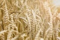 Golden cob of wheat in a large field. Royalty Free Stock Photo