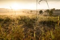 Golden cobweb with glistening morning dew on grassland.