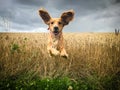 Cocker spaniel leaping from field of wheat Royalty Free Stock Photo