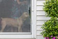 Golden cocker spaniel eyeing a damaged screen door