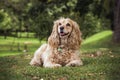 Golden cocker spaniel looking left lying Royalty Free Stock Photo