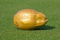 Golden coconut on the golf course