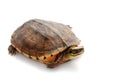 Golden coin box turtle Royalty Free Stock Photo