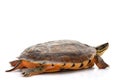 Golden coin box turtle Royalty Free Stock Photo