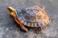 The Golden Coin Turtle aka. Chinese Three-striped box turtle Royalty Free Stock Photo