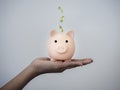 Golden coins fall into the pink piggy bank on a woman`s hand on white background. Royalty Free Stock Photo