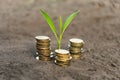 Golden coins in soil with young plant. the concept of income growth or investment in the environment. Money growth concept Royalty Free Stock Photo