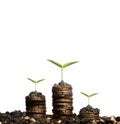 Golden coins in soil with young plant