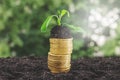 Golden coins in soil with young plant. Money growth concept Royalty Free Stock Photo