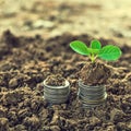 Golden coins in soil with young plant. Money growth concept. Royalty Free Stock Photo