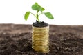 Golden coins in soil with young plant.