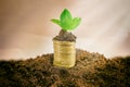 Golden coins in soil with young plant. Money growth concept Royalty Free Stock Photo