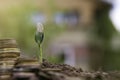 Golden coins in soil with young plant. Money growth concept. Royalty Free Stock Photo