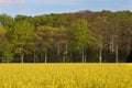 Golden coleseed field Royalty Free Stock Photo