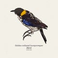 Golden-collared Honeycreeper - Iridophanes pulcherrimus, beautiful rare perching bird. Hand draw sketch vector