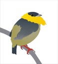 Golden-collared Manakin