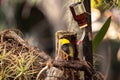 Golden collared manakin Manacus vitellinus