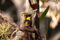 Golden collared manakin Manacus vitellinus