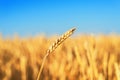 Golden color agriculture field. ripe wheat close up under blue sky Royalty Free Stock Photo