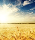 golden color agriculture field in sunset. yellow wheat ears and clouds in dark blue sky with sun Royalty Free Stock Photo