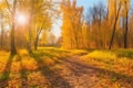 Golden color autumn forest landscape with red, orange foliage in the fall park Royalty Free Stock Photo