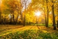 Golden color autumn forest landscape with red, orange foliage in the fall park Royalty Free Stock Photo