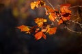 Golden color dry maple leaves back lit in autumn