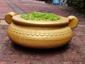 Golden color large bowl contains water with green lotus or waterlily Royalty Free Stock Photo