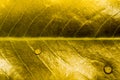 Golden leaf, Texture and water drops Royalty Free Stock Photo